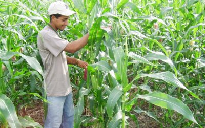 Unlocking the Potential of Investing in Panama Agriculture